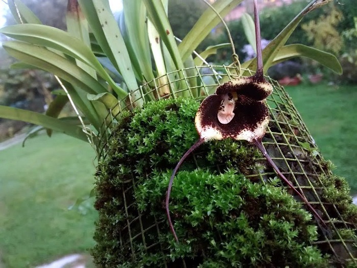 Species Orchid Vlad Tepes Dracula