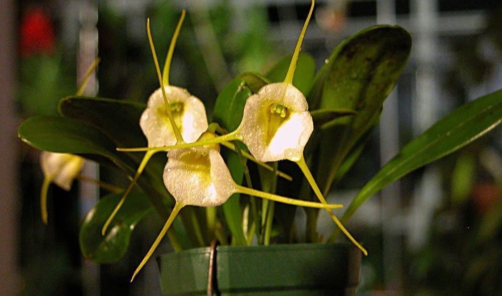 Species Orchid Tonduz Masdevallia