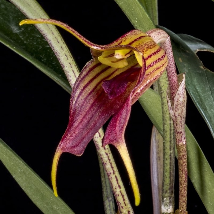 Species Orchid Twisted Masdevallia