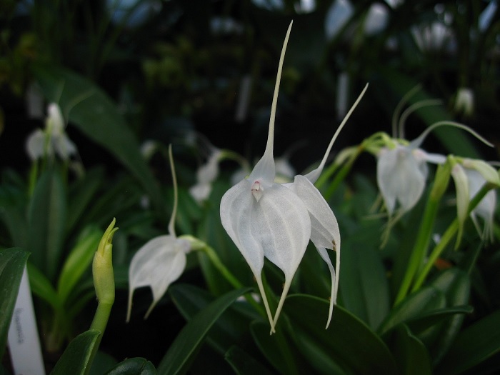 Species Orchid Tovar Masdevallia