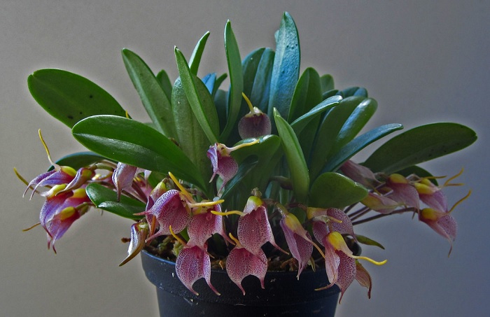 Species Orchid Tuerckheims Masdevallia
