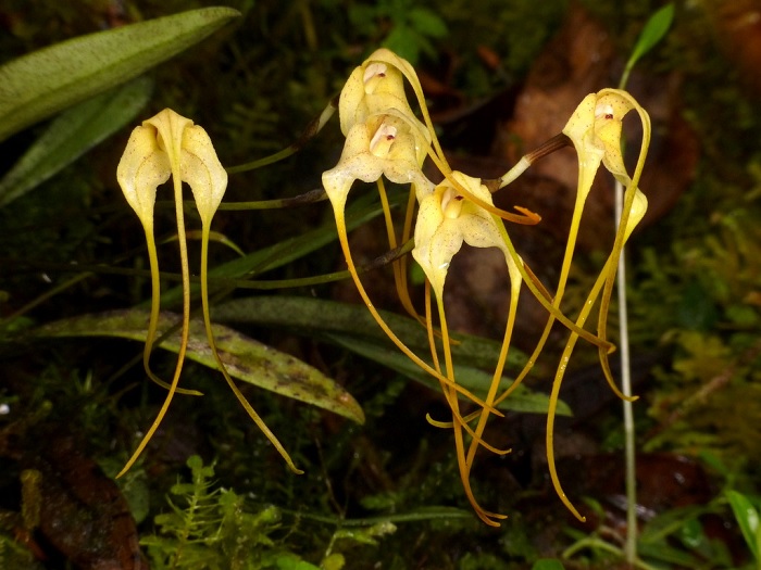 Species Orchid Hook-Carrying Masdevallia