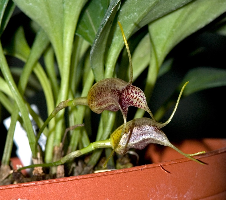 Species Orchid Pitcher-Shaped Masdevallia