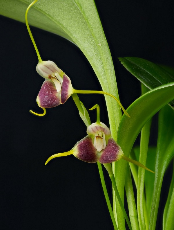 Species Orchid Valencias Masdevallia