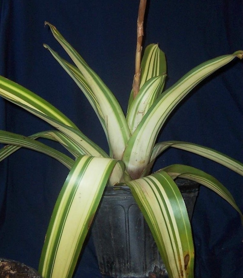 Aechmea Bromeliad Jubilee Urn Plant