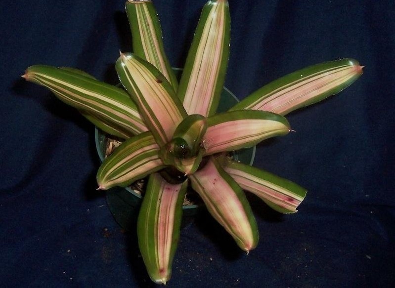 Neoregelia Bromeliad Maggies Pride