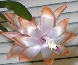 Schlumbergera, Crab Cactus, Holiday Cactus, Thanksgiving Cactus Tinsel