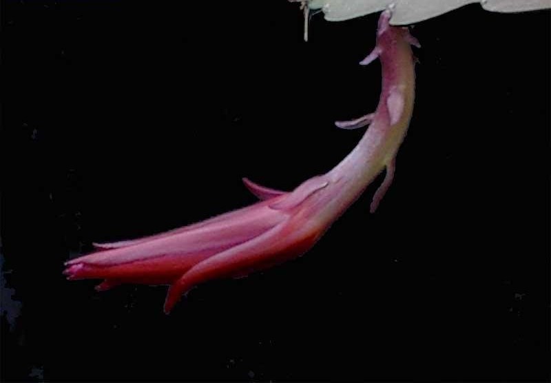 Hybrid Epiphyllum, Orchid Cactus, Epicactus Pegasus