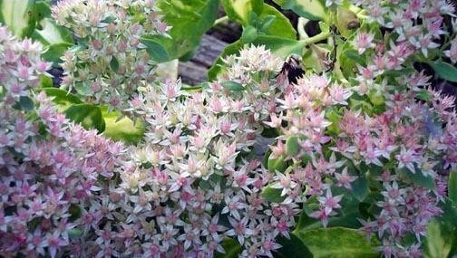 Hylotelephium, Garden Stonecrop, Showy Stonecrop, Variegated Stonecrop Mediovariegatum