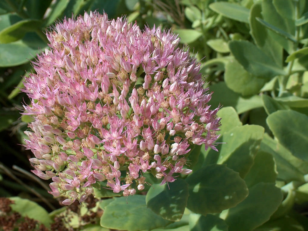 Hylotelephium, Sedum, Showy Stonecrop Honeysong