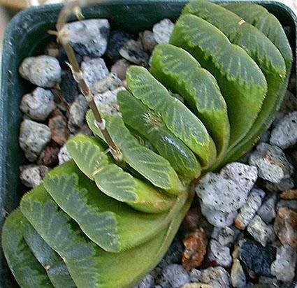 Haworthia Lime Green