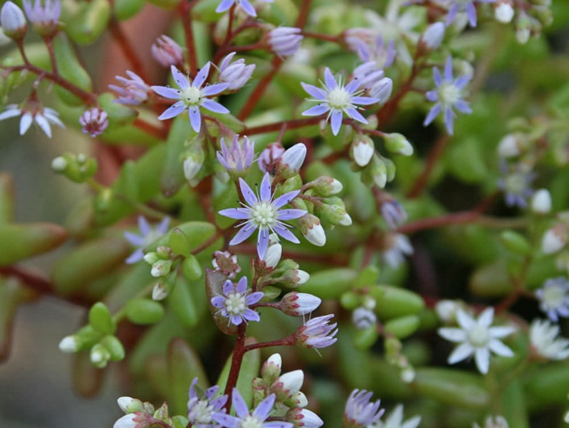 Sedum Species, Azure Stonecrop, Blue Stonecrop, Sky Stone-Crop