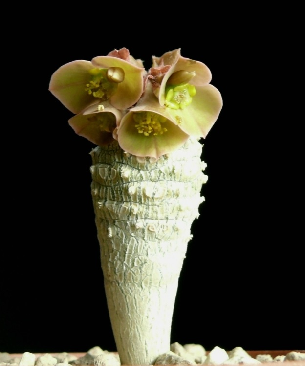 Euphorbia ankarensis