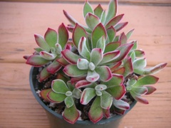 Echeveria Hybrid, Red Echeveria 'Pulv-Oliver'