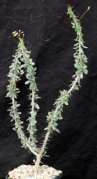 Euphorbia beharensis var. guillemetii