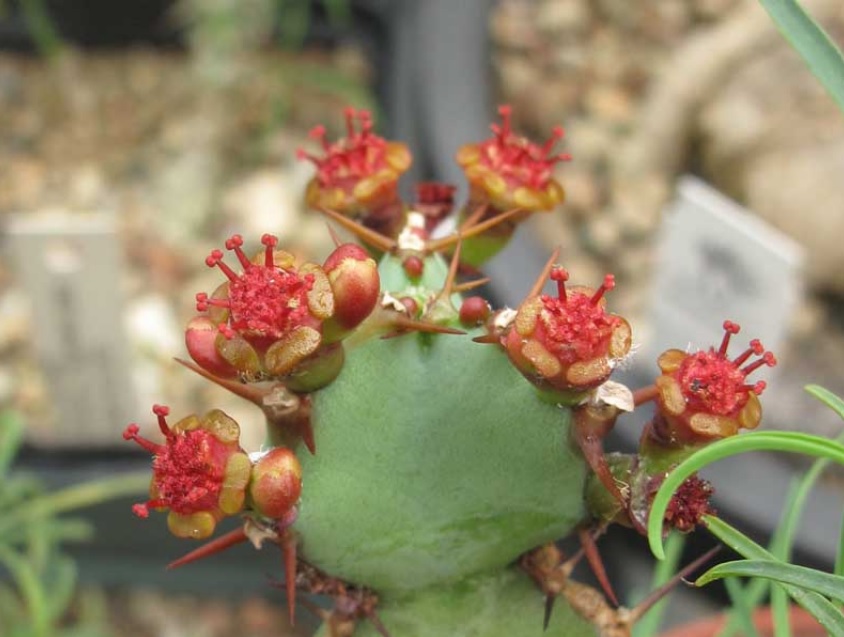 Euphorbia opuntioides