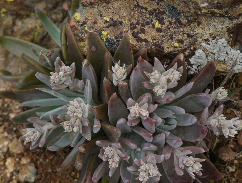 Dudleya Species, Limestone Dudleya, Limestone Liveforever