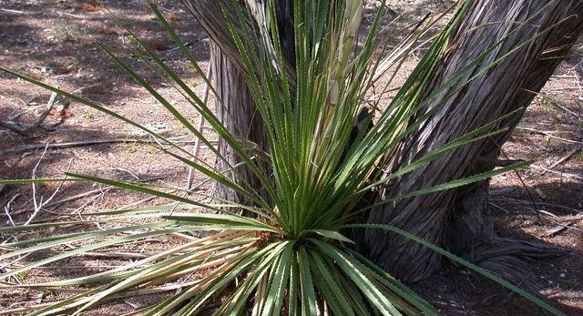 Texan Sotol