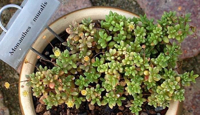 Monanthes Species, Cobweb Plant, Wall Monanthes