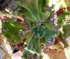 Echeveria 'Cameo'