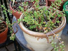 Sedum Species, Coral Beads, Mexican Sedum, Stonecrop