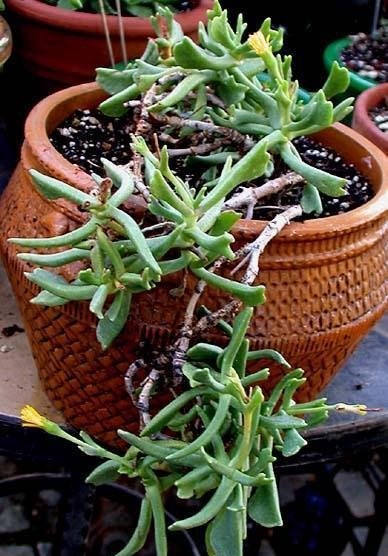 Rhombophyllum Species, Elkhorn Plant, Hatchet Plant