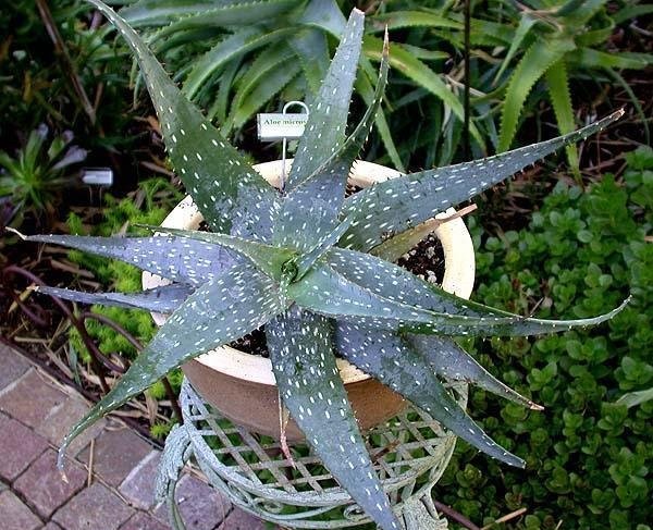 Aloe Species, Cape Speckled Aloe