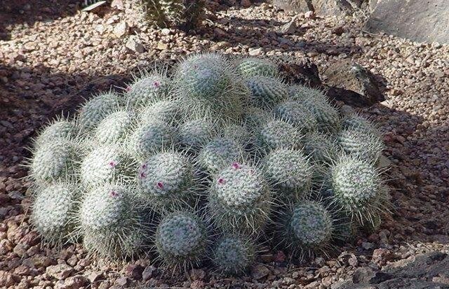 Old Lady Cactus, Old Lady Pincushion
