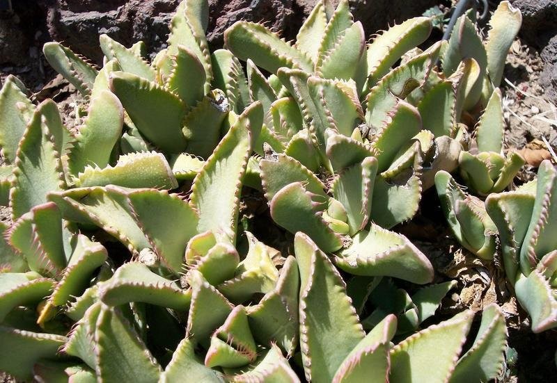 Faucaria