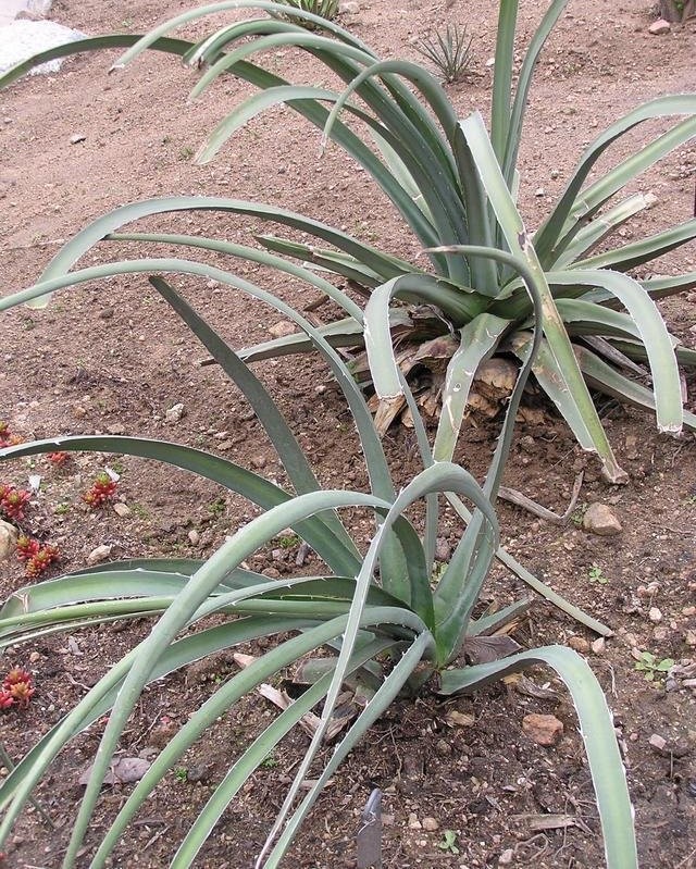 Agave Species, Century Plant, Maguey