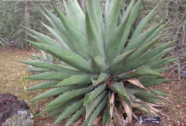 Agave Species, Calmalli Agave, Century Plant, Maguey
