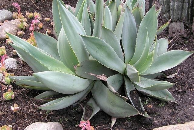 Agave mitis