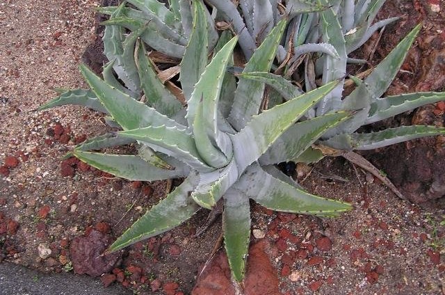 Agave cerulata subsp. subcerulata