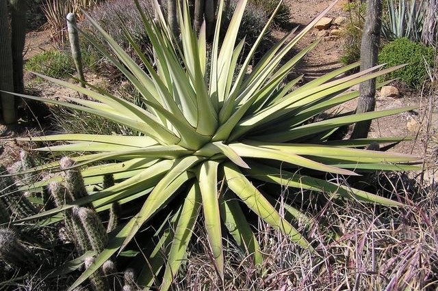 Agave Species, Soap Agave, Century Plant, Maguey