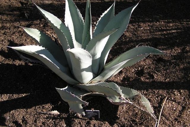 Agave parryi subsp. flexispina