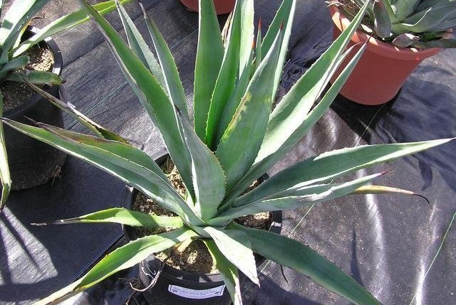 Agave Species, Henequen Agave, Century Plant, Maguey