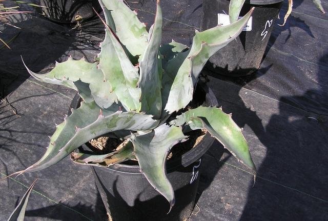 Agave Species, Gigenta Moutains Century Plant, Maguey