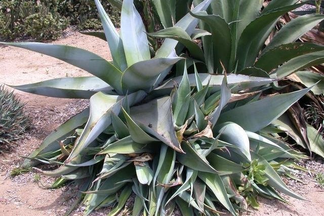 Agave Species, Dolphin Agave, Century Plant, Maguey