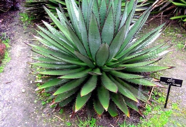 Agave Species, Mexcalmetl, Century Plant, Maguey