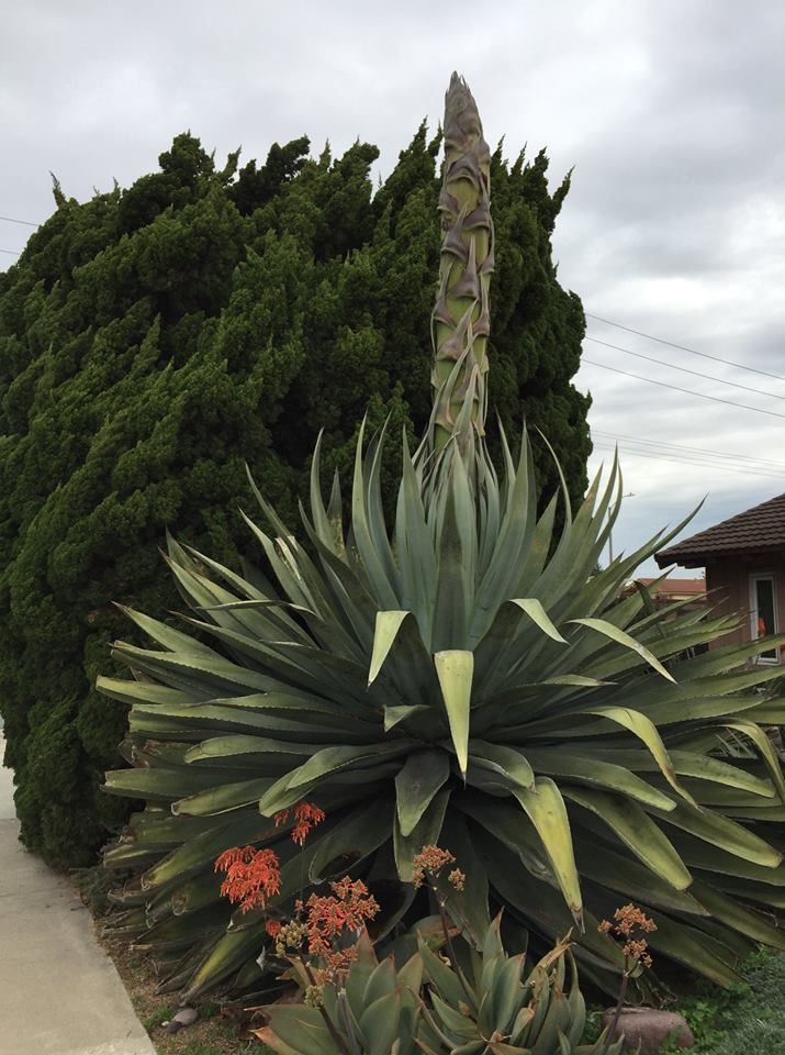 Agave hurteri