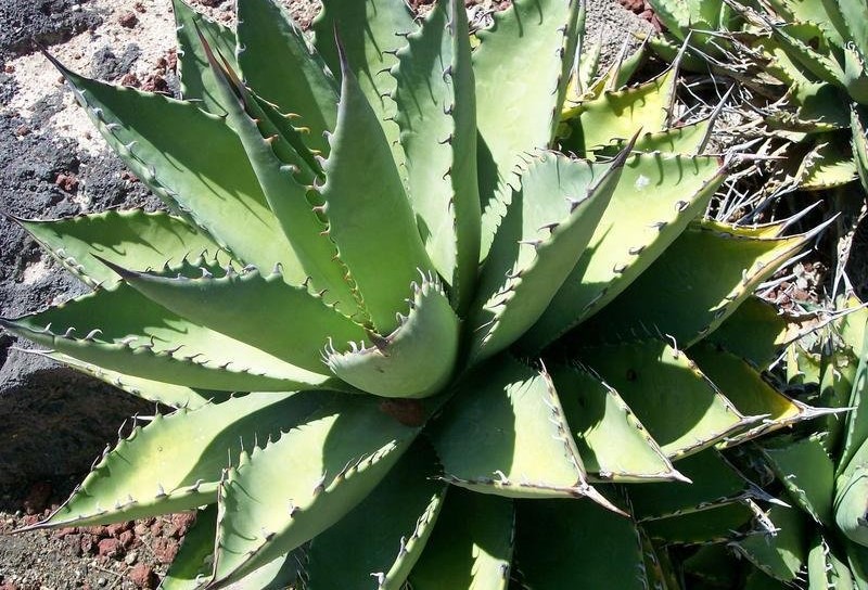 Agave Species, Mexican Agave, Century Plant, Maguey