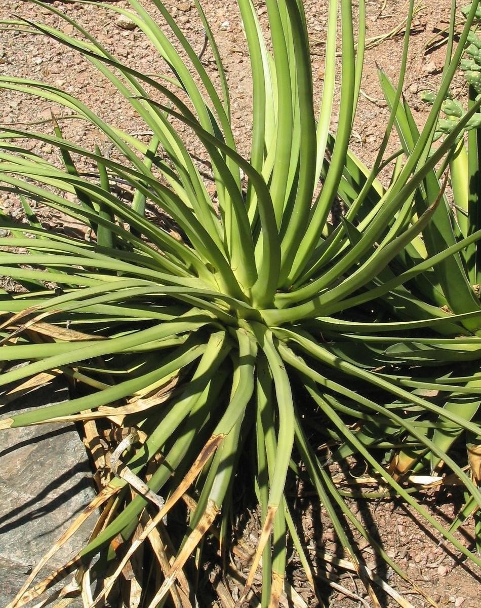Agave Species, Ocahui, Ojahui, Amolillo, Century Plant, Maguey