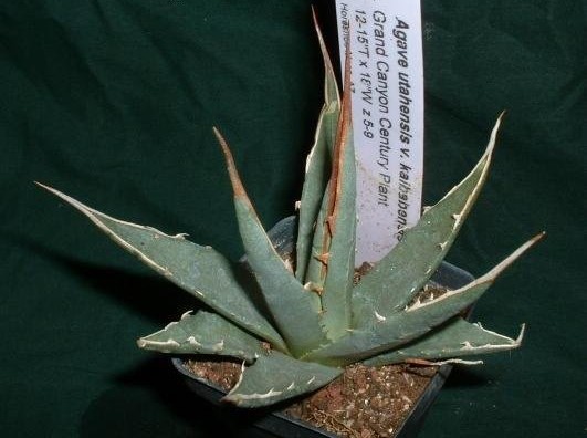 Agave Species, Kaibab Agave, Century Plant, Maguey