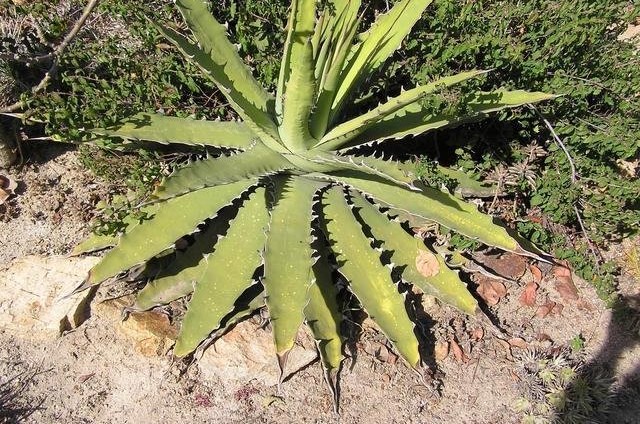 Agave Species, Century Plant, Shark Tooth Agave, Maguey