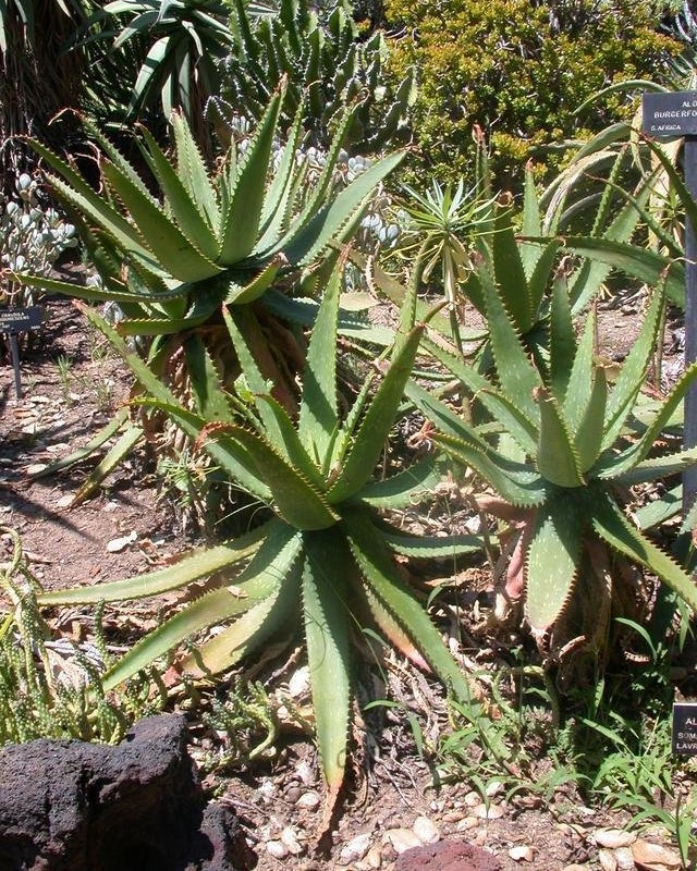Aloe Species, Burgersfort Aloe