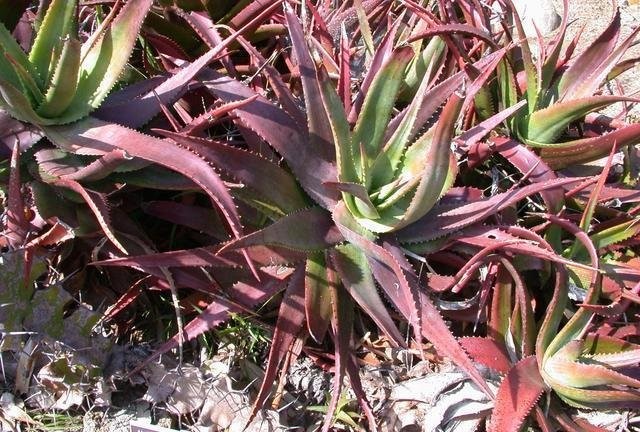 Aloe classenii