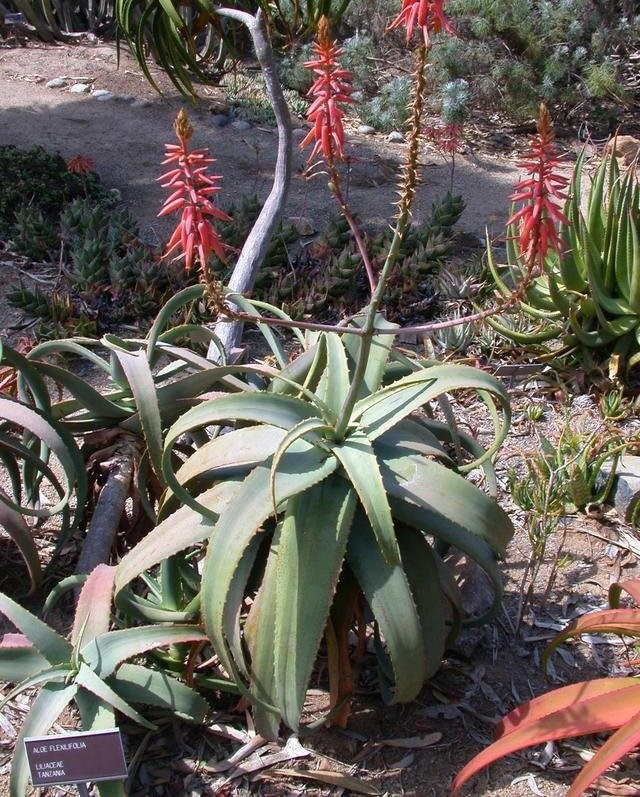 Aloe flexilifolia