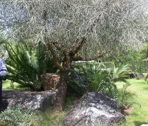 Euphorbia kamponii