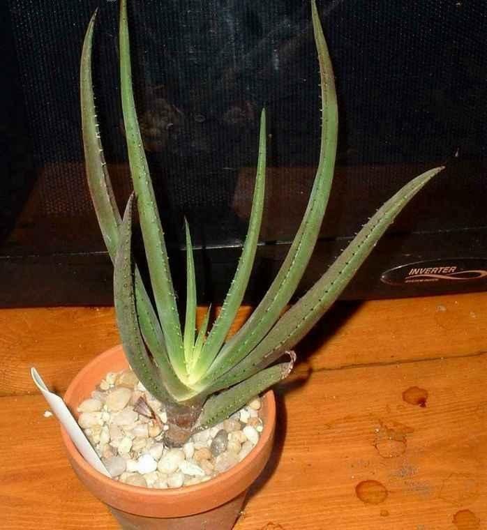 Aloe petricola