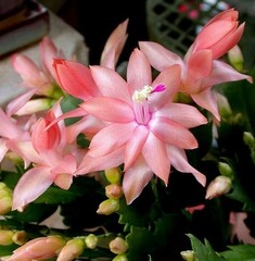 Schlumbergera, Crab Cactus, Holiday Cactus, Thanksgiving Cactus 'Christmas Fantasy'